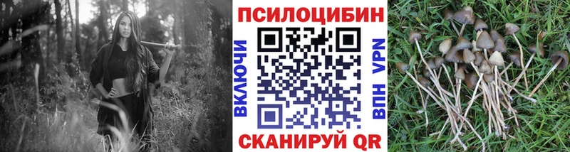 Галлюциногенные грибы Psilocybe  ссылка на мегу ONION  Калининец  где купить наркотик 